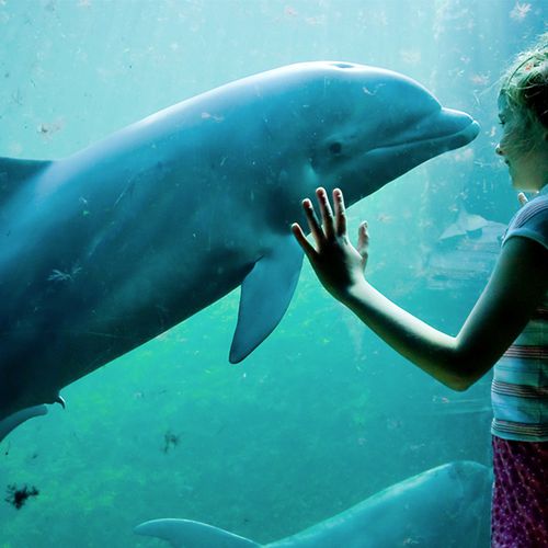 Dagaanbieding Tickets voor Dolfinarium (2 p.) Dagaanbieding Tickets voor Dolfinarium (2 p.)