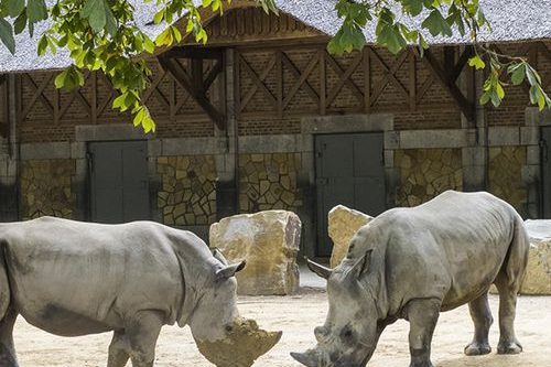 Dagaanbieding Tickets ZOO Antwerpen of ZOO Planckendael