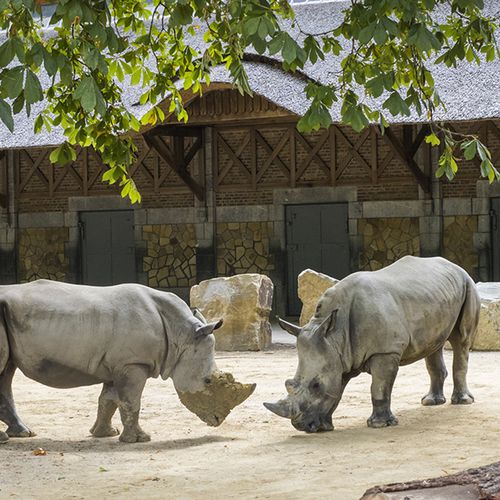 Dagaanbieding Tickets ZOO Antwerpen of ZOO Planckendael Dagaanbieding Tickets ZOO Antwerpen of ZOO Planckendael