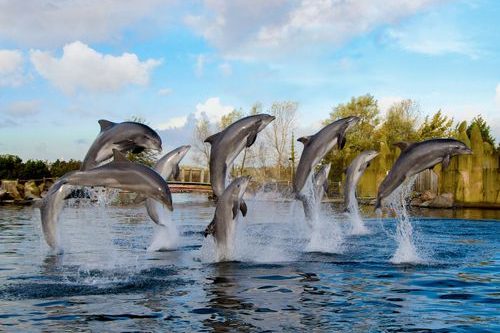Dagaanbieding 2 tickets voor het Dolfinarium