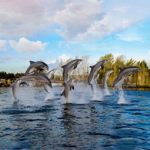 Dagaanbieding 2 tickets voor het Dolfinarium Dagaanbieding 2 tickets voor het Dolfinarium