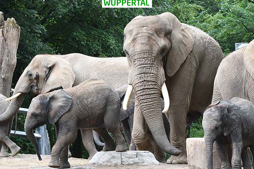 Dagaanbieding Tickets voor Der Grüne Zoo (2 p.)