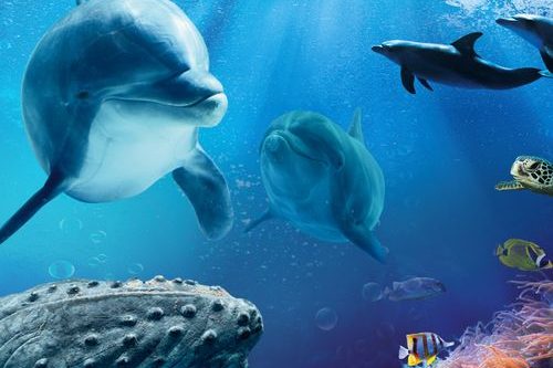 Dagaanbieding Boudewijn Seapark