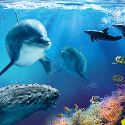 Dagaanbieding Boudewijn Seapark Dagaanbieding Boudewijn Seapark