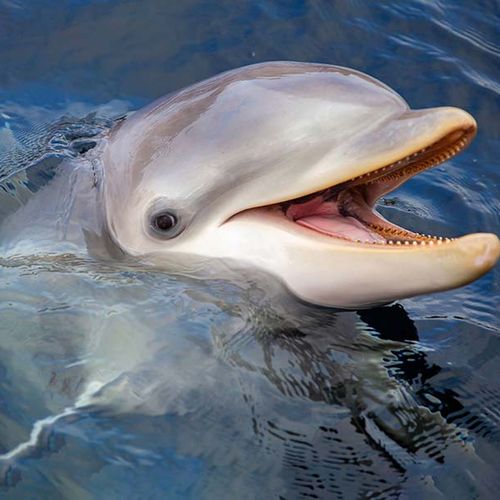 Dagaanbieding Dolfinarium ticket Dagaanbieding Dolfinarium ticket