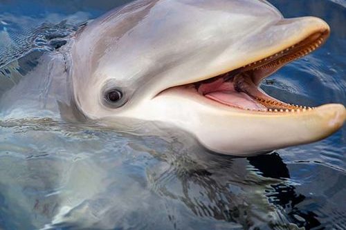 Dagaanbieding Dolfinarium tickets (2 p.)