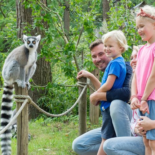 Dagaanbieding Een dag aapjes kijken in Apenheul Dagaanbieding Een dag aapjes kijken in Apenheul