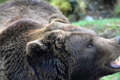 Dagaanbieding Dierenpark Forestia bij Spa