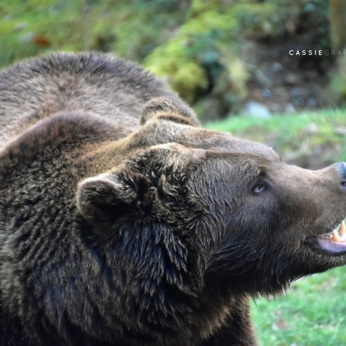 Dagaanbieding Dierenpark Forestia bij Spa