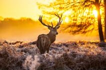 Dagaanbieding 4 dagen op de Veluwe