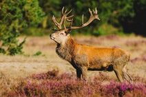 Dagaanbieding 3 dagen Veluwe Van d Valk