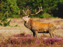 Dagaanbieding 3 dagen Veluwe Van d Valk