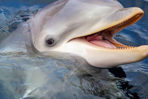 Dagaanbieding Dolfinarium Harderwijk tickets (2 p.)