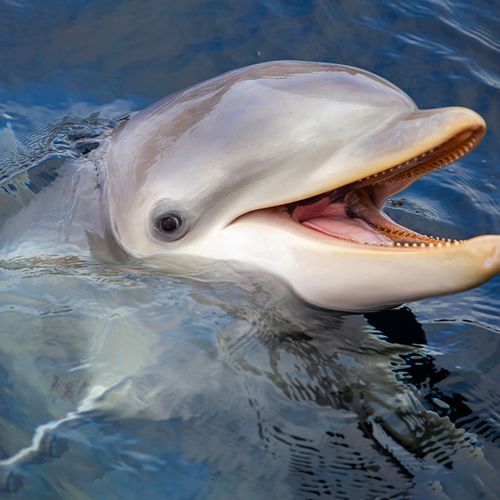 Dagaanbieding Dolfinarium Harderwijk tickets (2 p.)