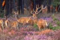 Dagaanbieding Vakantiepark Veluwe