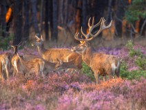 Dagaanbieding Vakantiepark Veluwe