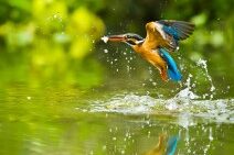 Dagaanbieding 4 dagen Biesbosch incl. diner + rondvaart of fietshuur