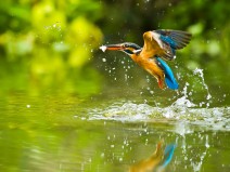 Dagaanbieding 4 dagen Biesbosch incl. diner + rondvaart of fietshuur