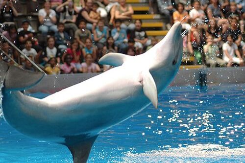 Dagaanbieding Boudewijn Seapark tickets (2 p.)