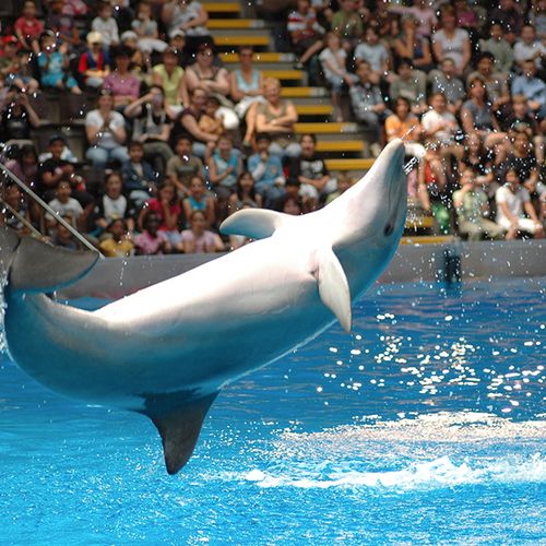 Dagaanbieding Boudewijn Seapark tickets (2 p.)