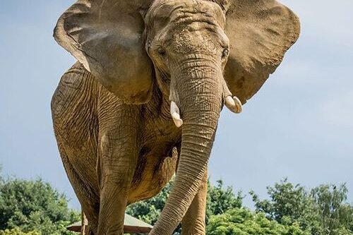 Dagaanbieding Pakawi Park in België tickets (2 p.)