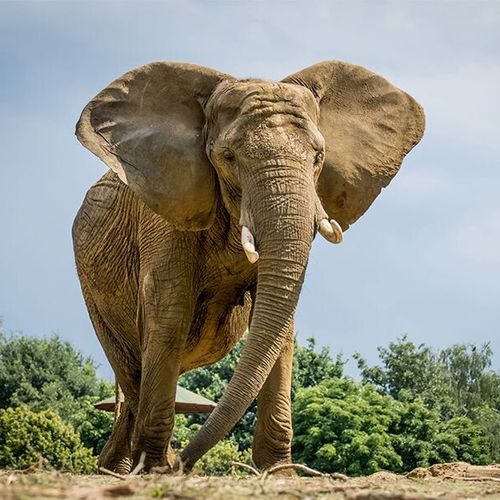 Dagaanbieding Pakawi Park in België tickets (2 p.)