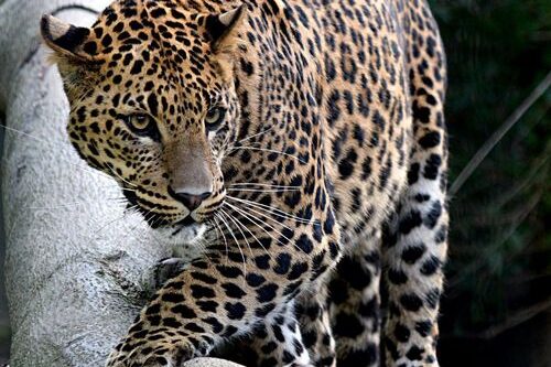 Dagaanbieding Mondo Verde incl. onbeperk eten en drinken (2 p.)