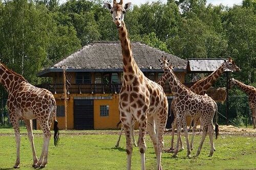 Dagaanbieding Safaripark Monde Sauvage tickets (2 p.)