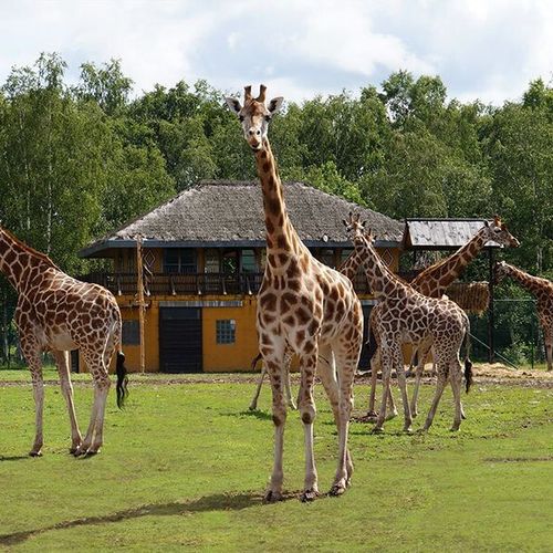 Dagaanbieding Safaripark Monde Sauvage tickets (2 p.) Dagaanbieding Safaripark Monde Sauvage tickets (2 p.)