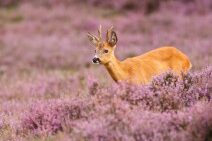 Dagaanbieding 3 dagen Veluwe 4* incl. diner