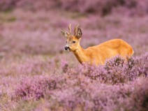 Dagaanbieding 3 dagen Veluwe 4* incl. diner