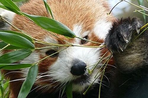 Dagaanbieding Der Grüne Zoo tickets