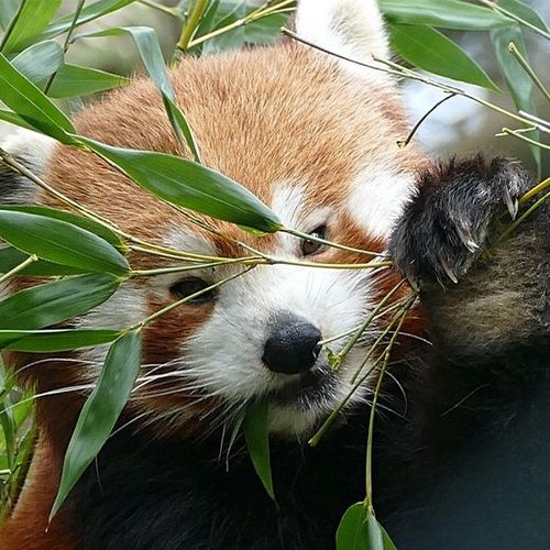 Dagaanbieding Der Grüne Zoo tickets Dagaanbieding Der Grüne Zoo tickets