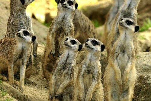 Dagaanbieding Kölner Zoo in Duitsland tickets (2 p.)