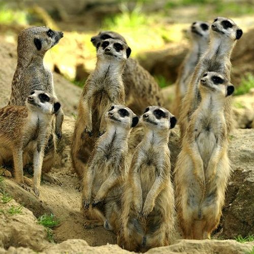 Dagaanbieding Kölner Zoo in Duitsland tickets (2 p.) Dagaanbieding Kölner Zoo in Duitsland tickets (2 p.)