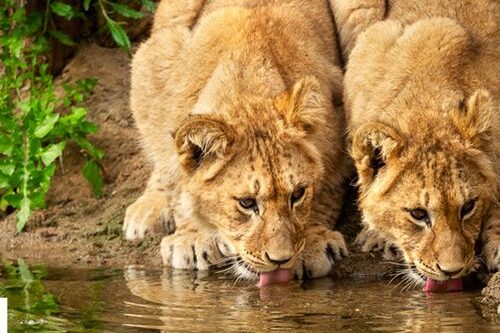 Dagaanbieding ZOO Antwerpen of ZOO Planckendael