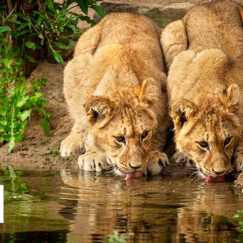 Dagaanbieding ZOO Antwerpen of ZOO Planckendael Dagaanbieding ZOO Antwerpen of ZOO Planckendael