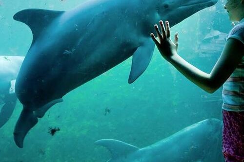 Dagaanbieding Dolfinarium Harderwijk tickets