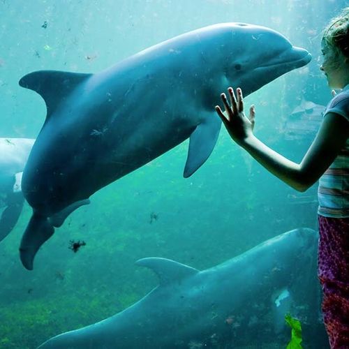 Dagaanbieding Dolfinarium Harderwijk tickets Dagaanbieding Dolfinarium Harderwijk tickets